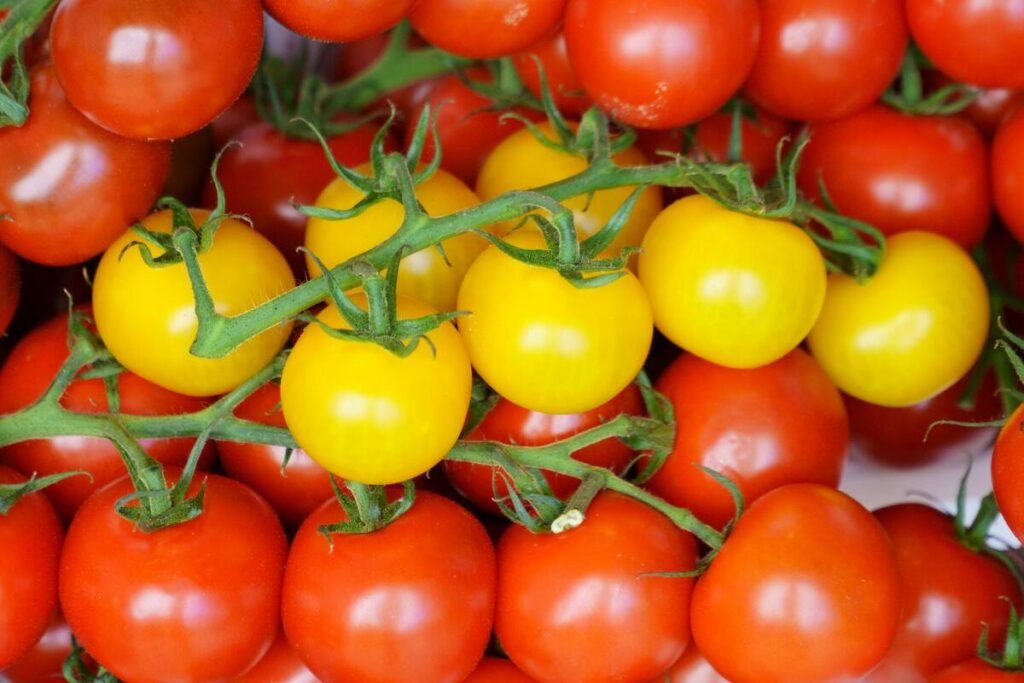 "Close-up of vibrant red and yellow cherry tomatoes on the vine, showcasing their freshness and colorful appeal."