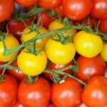 "Close-up of vibrant red and yellow cherry tomatoes on the vine, showcasing their freshness and colorful appeal."